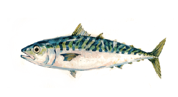 Mackerel